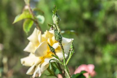 【ガーデニング】 ローメンテナンスで楽しむバラ5選。時代は無農薬!?（サムネイル画像4）