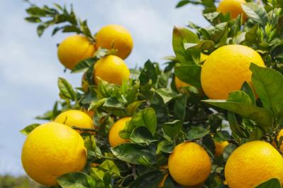 愛媛の旬のおいしいもの2選とは？大岩農園のナダオレンジと木嶋水産のしらす　