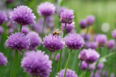 【ガーデニング】虫よけ効果も！一緒に育てて安心「コンパニオンプランツ」8選（サムネイル画像16）