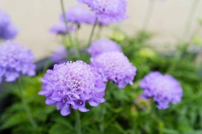 7月の誕生花と花言葉一覧【366日の誕生花と幸せの花言葉】（サムネイル画像32）