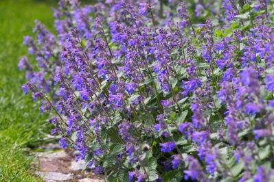 【ガーデニング】虫よけ効果も！一緒に育てて安心「コンパニオンプランツ」8選（サムネイル画像6）