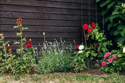 【ガーデニング】虫よけ効果も！一緒に育てて安心「コンパニオンプランツ」8選（サムネイル画像11）