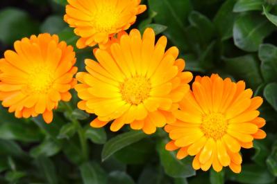 【ガーデニング】虫よけ効果も！一緒に育てて安心「コンパニオンプランツ」8選（サムネイル画像14）