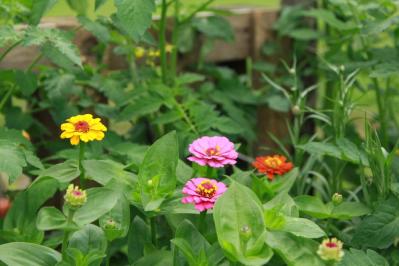 【ガーデニング】虫よけ効果も！一緒に育てて安心「コンパニオンプランツ」8選（サムネイル画像9）