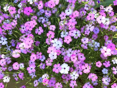 7月の誕生花と花言葉一覧【366日の誕生花と幸せの花言葉】（サムネイル画像30）