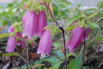 7月の誕生花と花言葉一覧【366日の誕生花と幸せの花言葉】（サムネイル画像15）