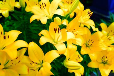 7月の誕生花と花言葉一覧【366日の誕生花と幸せの花言葉】（サムネイル画像29）