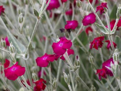 7月の誕生花と花言葉一覧【366日の誕生花と幸せの花言葉】（サムネイル画像25）