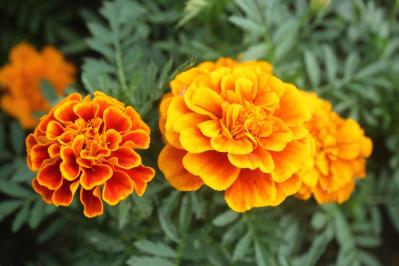 【ガーデニング】虫よけ効果も！一緒に育てて安心「コンパニオンプランツ」8選（サムネイル画像5）