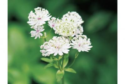 6月24日の花とは？【366日の誕生花と幸せの花言葉】（サムネイル画像）