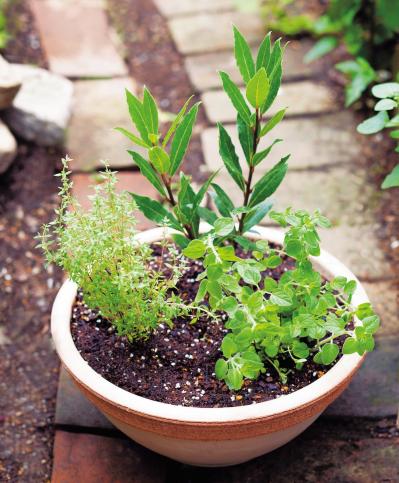 【寄せ植えガーデニング】長く育てて楽しむ！ 多年草・樹木ハーブのコンテナ（サムネイル画像2）