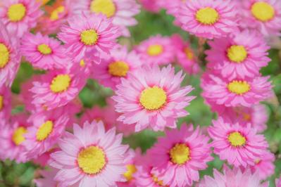 6月27日の花とは？【366日の誕生花と幸せの花言葉】