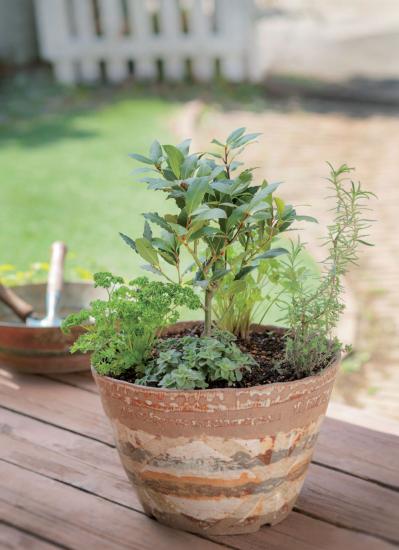 【寄せ植えガーデニング】長く育てて楽しむ！ 多年草・樹木ハーブのコンテナ（サムネイル画像7）