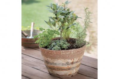 【寄せ植えガーデニング】長く育てて楽しむ！ 多年草・樹木ハーブのコンテナ