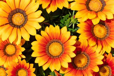 6月26日の花とは？【366日の誕生花と幸せの花言葉】