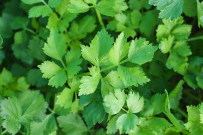 【寄せ植えガーデニング】長く育てて楽しむ！ 多年草・樹木ハーブのコンテナ（サムネイル画像9）