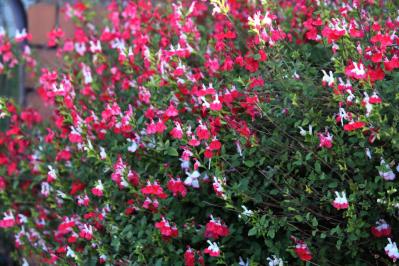 【ガーデニング】暑さに強い多年草8選で、今年の猛暑を乗り切ろう（サムネイル画像7）