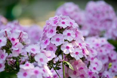 【ガーデニング】暑さに強い多年草8選で、今年の猛暑を乗り切ろう（サムネイル画像9）