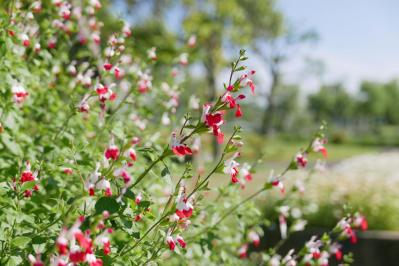 【ガーデニング】暑さに強い多年草8選で、今年の猛暑を乗り切ろう（サムネイル画像）