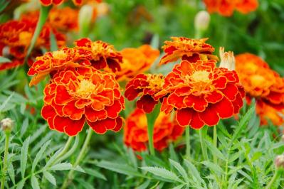 【ガーデニング】初夏から晩秋まで楽しめる花［8選］暑さのなかで次々に咲く一年草（サムネイル画像6）