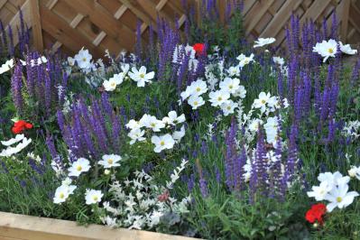 【ガーデニング】暑さに強い多年草8選で、今年の猛暑を乗り切ろう（サムネイル画像10）