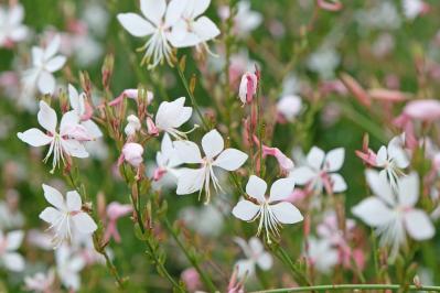 【ガーデニング】暑さに強い多年草8選で、今年の猛暑を乗り切ろう（サムネイル画像5）