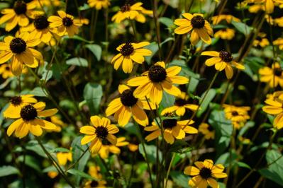 【ガーデニング】暑さに強い多年草8選で、今年の猛暑を乗り切ろう（サムネイル画像4）