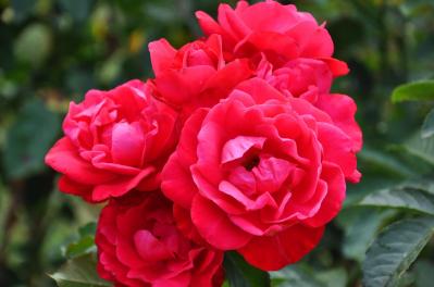 【ガーデニング】「バラの2番花」ってなに？ 2番花を上手に咲かせるコツは（サムネイル画像3）