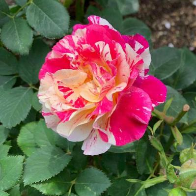 【ガーデニング】「バラの2番花」ってなに？ 2番花を上手に咲かせるコツは（サムネイル画像4）