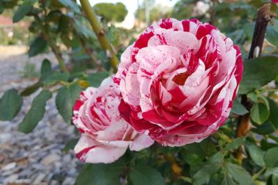 【ガーデニング】「バラの2番花」ってなに？ 2番花を上手に咲かせるコツは（サムネイル画像6）