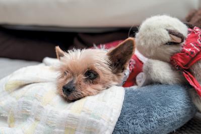 ひとり遊びが上手な70代とは？【孤独にならない生き方のコツ】料理研究家・谷島せい子さん76歳（サムネイル画像3）