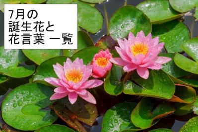 7月の誕生花と花言葉一覧【366日の誕生花と幸せの花言葉】（サムネイル画像）