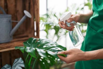 【夏の観葉植物】丈夫で育てやすい丸葉のインドアグリーン8選 水やりポイントも（サムネイル画像12）