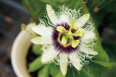 7月21日の花とは？【366日の誕生花と幸せの花言葉】