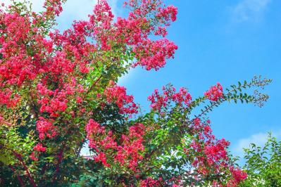 7月18日の花とは？【366日の誕生花と幸せの花言葉】