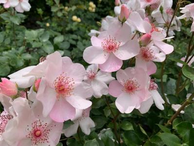 【ガーデニング】バラの害虫駆除にはコツがある！効果的な殺虫剤と駆除テクニックまとめ（サムネイル画像3）