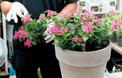 【ガーデニング】初心者でも簡単に作れる「3A」寄せ植えとは？ 夏じゅう楽しめて手入れもラク！（サムネイル画像13）