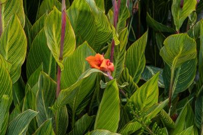 【ガーデニング】懐かしい昭和の夏の花8選！ノスタルジック気分にひたる（サムネイル画像9）