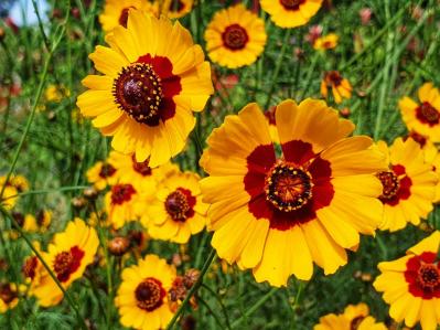 【ガーデニング】懐かしい昭和の夏の花8選！ノスタルジック気分にひたる（サムネイル画像7）