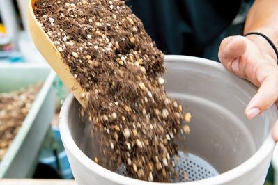 【ガーデニング】初心者でも簡単に作れる「3A」寄せ植えとは？ 夏じゅう楽しめて手入れもラク！（サムネイル画像8）