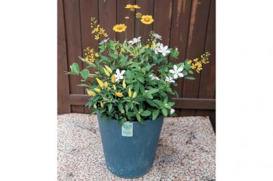 【ガーデニング】YouTubeで大人気のオニちゃん直伝！ 夏の日差しに映えるイエローの花の寄せ植え