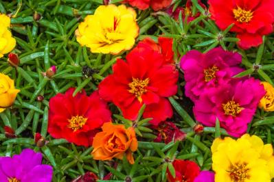 【ガーデニング】懐かしい昭和の夏の花8選！ノスタルジック気分にひたる（サムネイル画像6）