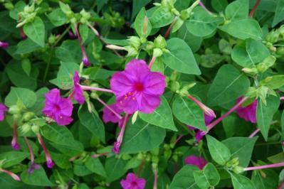 【ガーデニング】懐かしい昭和の夏の花8選！ノスタルジック気分にひたる（サムネイル画像4）