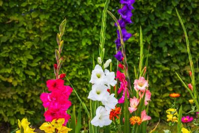 【ガーデニング】懐かしい昭和の夏の花8選！ノスタルジック気分にひたる（サムネイル画像3）