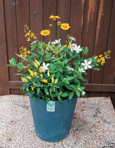 【ガーデニング】YouTubeで大人気のオニちゃん直伝！ 夏の日差しに映えるイエローの花の寄せ植え（サムネイル画像5）