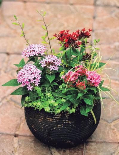 【ガーデニング】初心者でも簡単に作れる「3A」寄せ植えとは？ 夏じゅう楽しめて手入れもラク！（サムネイル画像17）