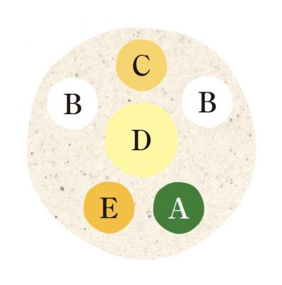 【ガーデニング】YouTubeで大人気のオニちゃん直伝！ 夏の日差しに映えるイエローの花の寄せ植え（サムネイル画像6）