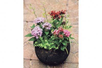 【ガーデニング】初心者でも簡単に作れる「3A」寄せ植えとは？ 夏じゅう楽しめて手入れもラク！