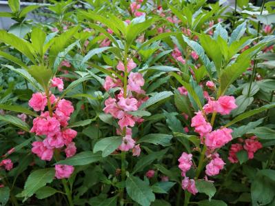 【ガーデニング】懐かしい昭和の夏の花8選！ノスタルジック気分にひたる（サムネイル画像11）