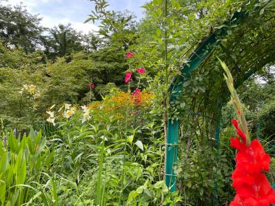 【ガーデニング】懐かしい昭和の夏の花8選！ノスタルジック気分にひたる（サムネイル画像2）